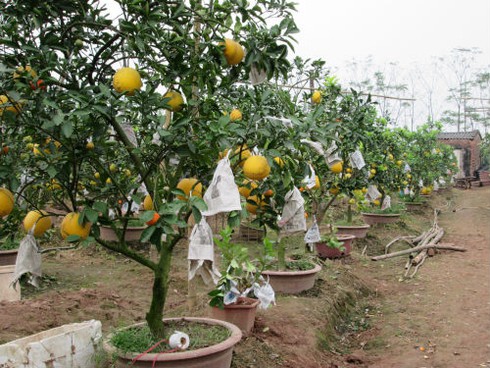 Săn lùng cây bảy loại quả giá khủng đón Tết - ảnh 10