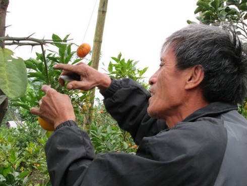 Săn lùng cây bảy loại quả giá khủng đón Tết - ảnh 1