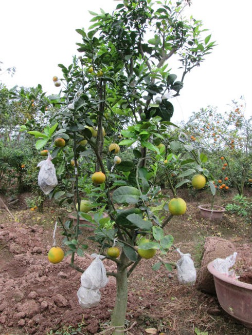 Săn lùng cây bảy loại quả giá khủng đón Tết - ảnh 3