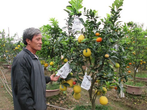 Săn lùng cây bảy loại quả giá khủng đón Tết - ảnh 5