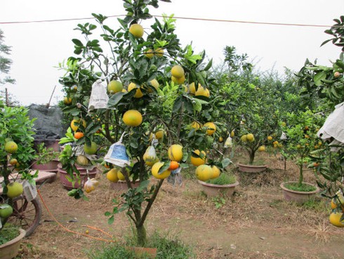 Săn lùng cây bảy loại quả giá khủng đón Tết - ảnh 2