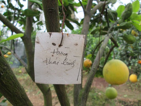 Săn lùng cây bảy loại quả giá khủng đón Tết - ảnh 7