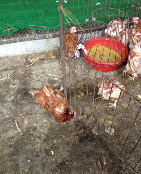 Gà đầu trọc chết, ốm đầy chợ gia cầm lớn nhất miền Bắc - ảnh 1