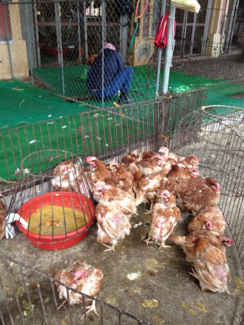 Gà đầu trọc chết, ốm đầy chợ gia cầm lớn nhất miền Bắc - ảnh 2