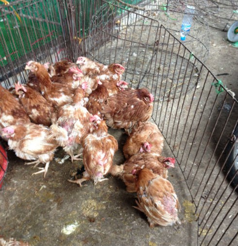 Gà đầu trọc chết, ốm đầy chợ gia cầm lớn nhất miền Bắc - ảnh 3