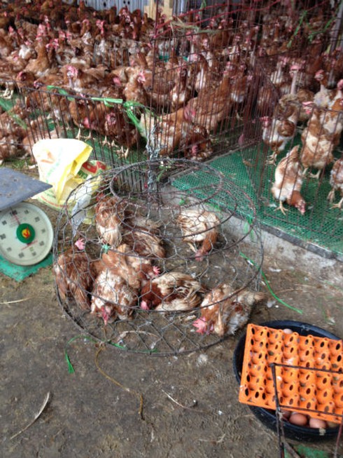 Gà đầu trọc chết, ốm đầy chợ gia cầm lớn nhất miền Bắc - ảnh 4