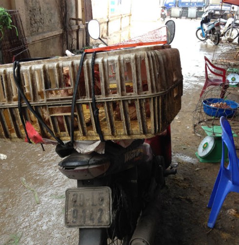 Gà đầu trọc chết, ốm đầy chợ gia cầm lớn nhất miền Bắc - ảnh 6