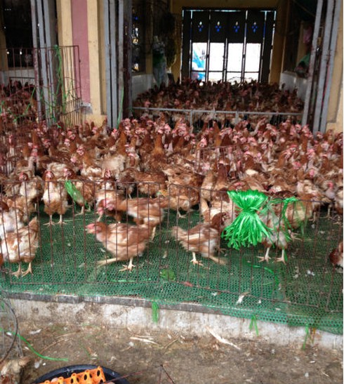 Gà đầu trọc chết, ốm đầy chợ gia cầm lớn nhất miền Bắc - ảnh 5