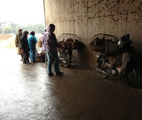 Gà đầu trọc chết, ốm đầy chợ gia cầm lớn nhất miền Bắc - ảnh 7