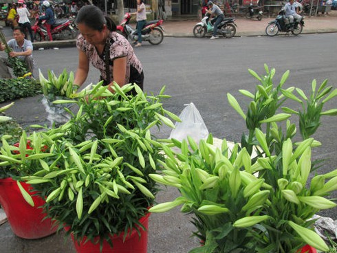 Cuối vụ, hoa loa kèn Trung Quốc tràn chợ - ảnh 1