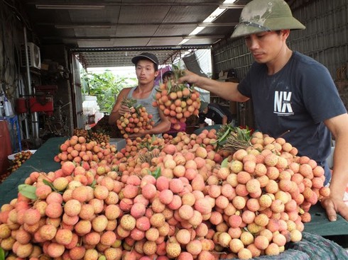 Vụ