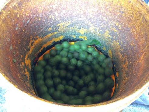 Kiếm hơn triệu mỗi sáng nhờ quả sấu - ảnh 5