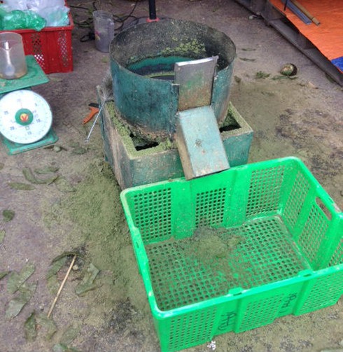 Kiếm hơn triệu mỗi sáng nhờ quả sấu - ảnh 8