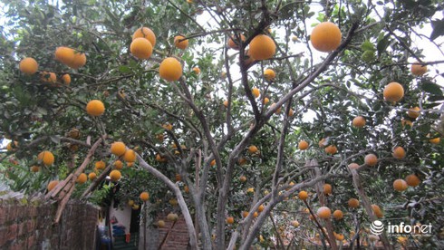 Bưởi Diễn dành cho nhà giàu, hét giá trăm ngàn mỗi quả tại vườn - ảnh 2