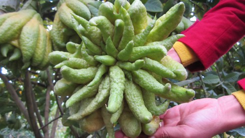 Ngắm phật thủ