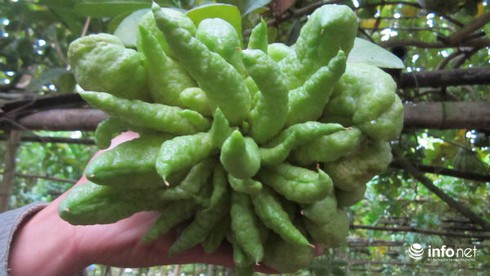 Ngắm phật thủ