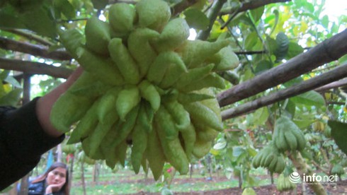 Ngắm phật thủ