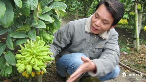 Ngắm phật thủ