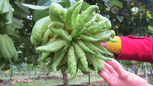 Ngắm phật thủ
