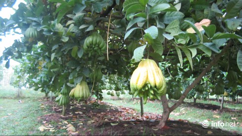 Ngắm phật thủ