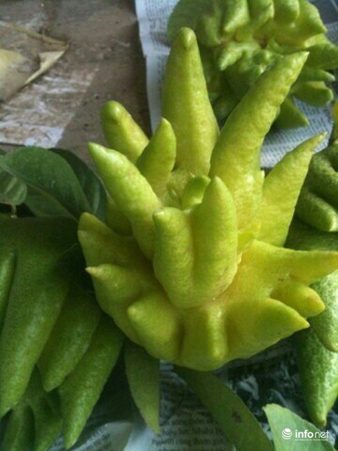 Ngắm phật thủ