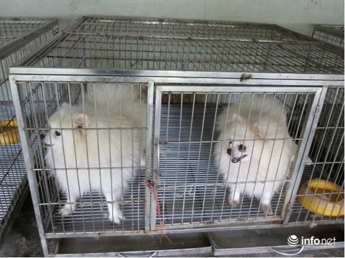 Trông giữ chó, mèo VIP dịp Tết thu tiền triệu mỗi ngày - ảnh 2