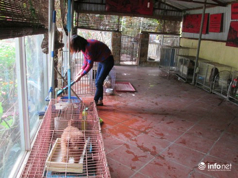 Trông giữ chó, mèo VIP dịp Tết thu tiền triệu mỗi ngày - ảnh 1