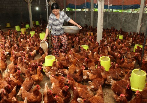 Bộ trưởng Nông nghiệp: “Tái cơ cấu chăn nuôi, không có chỗ cho sự lưỡng lự