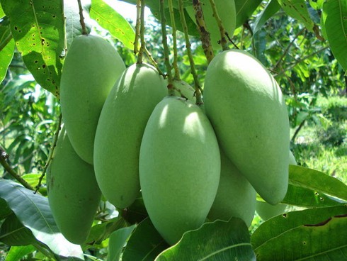 Nhật Bản mở cửa nhập khẩu xoài của Việt Nam từ tháng 9/2015 - ảnh 1