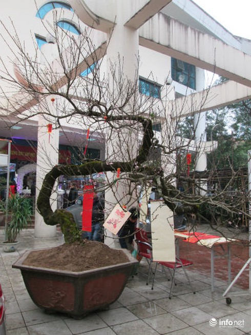 Ngắm cây đào cổ giá gần nửa tỉ đồng ở Hà Nội - ảnh 4