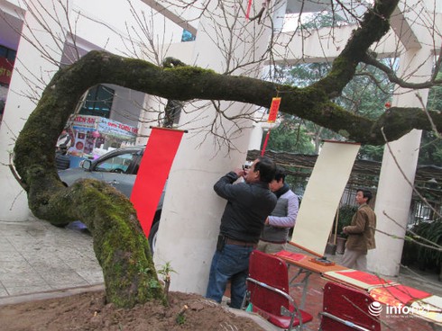 Ngắm cây đào cổ giá gần nửa tỉ đồng ở Hà Nội - ảnh 3