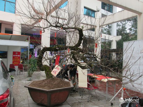 Ngắm cây đào cổ giá gần nửa tỉ đồng ở Hà Nội - ảnh 1