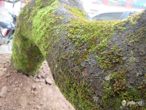 Ngắm cây đào cổ giá gần nửa tỉ đồng ở Hà Nội - ảnh 5