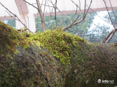 Ngắm cây đào cổ giá gần nửa tỉ đồng ở Hà Nội - ảnh 6