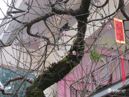 Ngắm cây đào cổ giá gần nửa tỉ đồng ở Hà Nội - ảnh 8