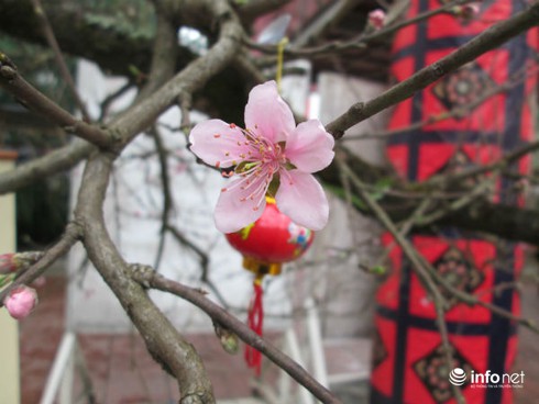 Ngắm cây đào cổ giá gần nửa tỉ đồng ở Hà Nội - ảnh 9