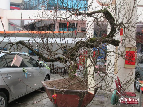 Ngắm cây đào cổ giá gần nửa tỉ đồng ở Hà Nội - ảnh 2