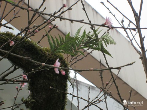 Ngắm cây đào cổ giá gần nửa tỉ đồng ở Hà Nội - ảnh 7