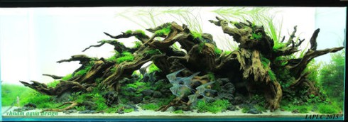 Thú chơi đắt đỏ, tao nhã mê hoặc dân Hà thành - ảnh 3