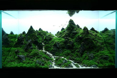 Thú chơi đắt đỏ, tao nhã mê hoặc dân Hà thành - ảnh 1