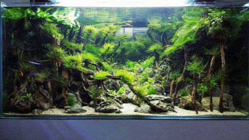 Thú chơi đắt đỏ, tao nhã mê hoặc dân Hà thành - ảnh 7