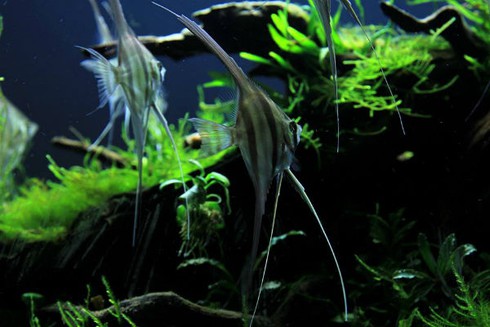 Thú chơi đắt đỏ, tao nhã mê hoặc dân Hà thành - ảnh 2