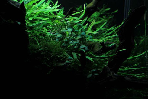 Thú chơi đắt đỏ, tao nhã mê hoặc dân Hà thành - ảnh 4