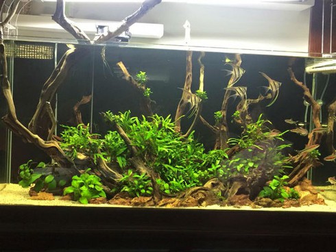 Thú chơi đắt đỏ, tao nhã mê hoặc dân Hà thành - ảnh 5