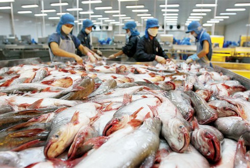 Thêm 22 cơ sở được phép chế biến xuất khẩu cá tra, basa sang Hoa Kỳ - ảnh 1