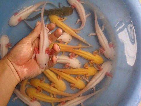 Hà Nội xuất hiện cá