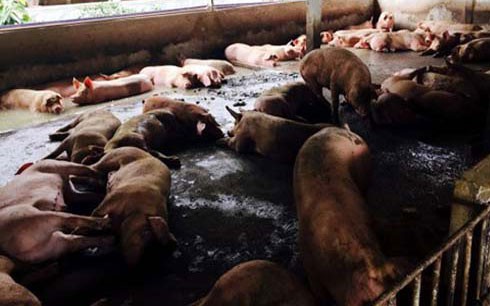 6 tấn chất cấm tạo nạc bán trộm ra ngoài đang ở đâu? - ảnh 1