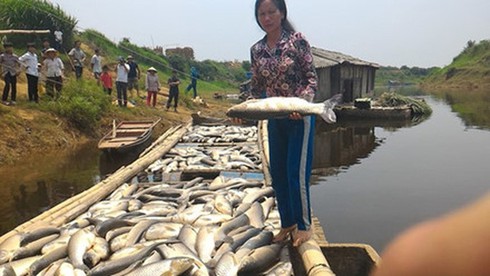 Cá chết ở sông Bưởi: Phạt hơn 1,7 tỷ đồng Cty mía đường Hòa Bình - ảnh 1