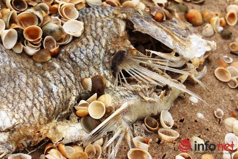 Bộ Công thương nhận hàng trăm câu hỏi của ngư dân miền Trung sau vụ cá chết - ảnh 1