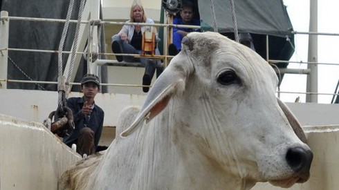 Cấm xuất khẩu bò Úc sang VN: Đang dừng để điểu tra - ảnh 1